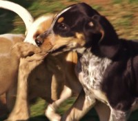 /album/trackingdogs/foxhound-pup-with-rag-350x307-2-jpg/